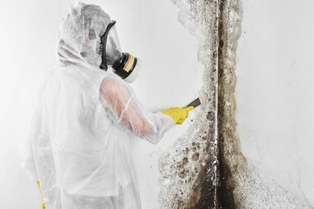 Best Toxic Mold Removal  in Claude, TX