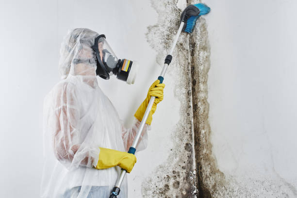 Best Mold Damage Repair  in Claude, TX