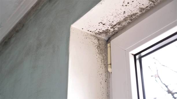 Best Mold Remediation  in Claude, TX