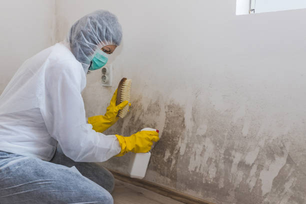 Best Mold Damage Repair  in Claude, TX