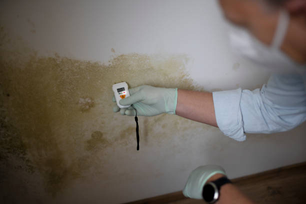 Best Mold Damage Repair  in Claude, TX