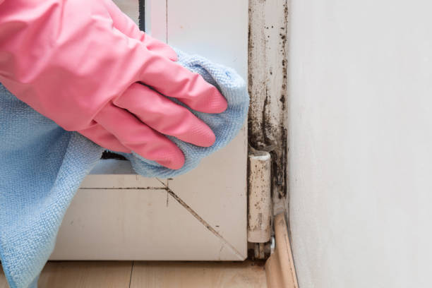 Best Attic Mold Removal  in Claude, TX